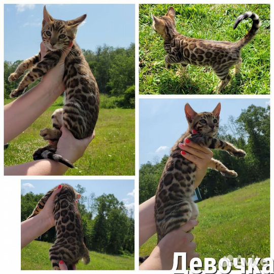 Бенгальская