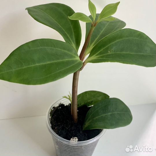 Пеперомия Перескиелистная