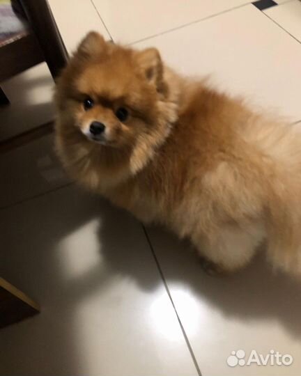 Померанский шпиц вязка кобель