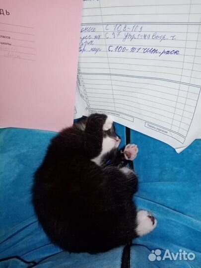 Кошки бесплатно