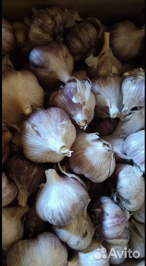 Чеснок