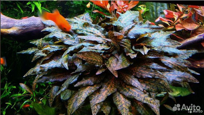 Аквариумные растения