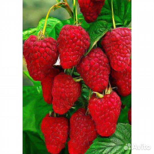 Малина (3 сорта)