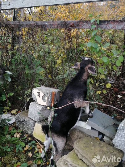 Англо нубийские козы