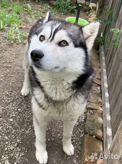Кобель хаски для вязки