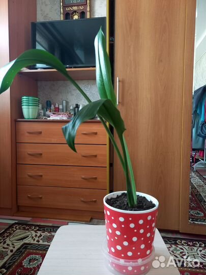 Эухарис амазонская Лилия