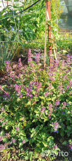 Цветы и кустарники