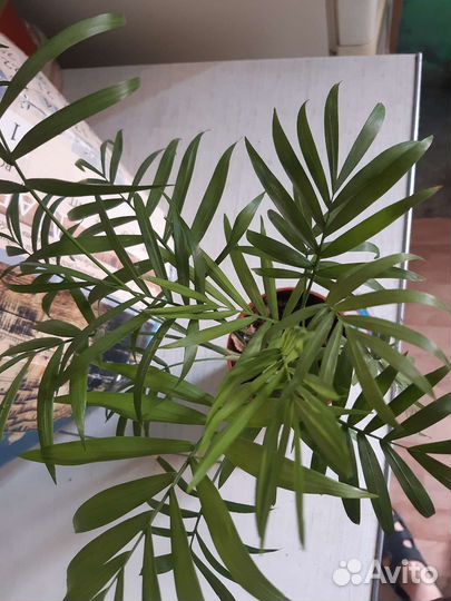 Драцена Икеа