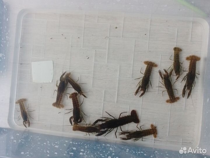 Рачки мраморные аквариумные