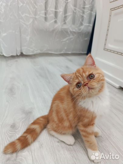 Экзотические котята