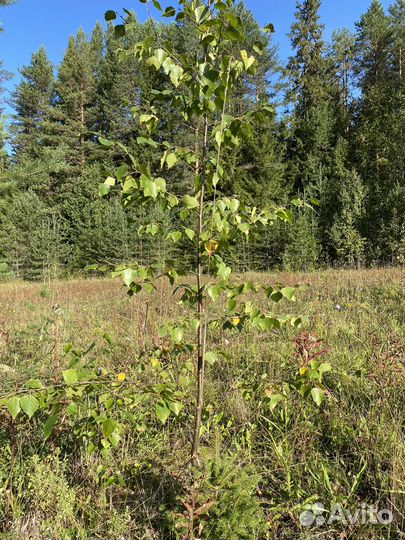 Береза саженцы