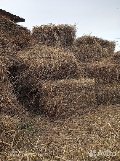 Сено в брикетах