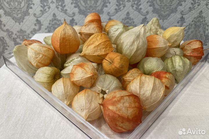 Сухоцветы для творчества Клюква