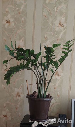 Замиокулькас высота от горшка 60см +25 горшок
