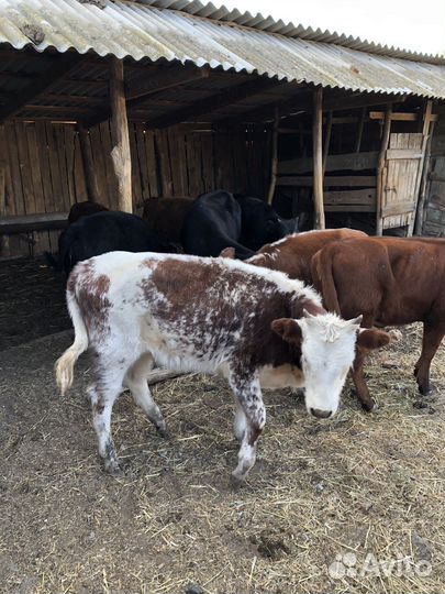 Телки 8 голов