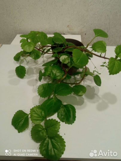 Комнатное растения(Плектрантус мутовчатый)