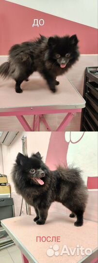 Груминг собачек и кошек