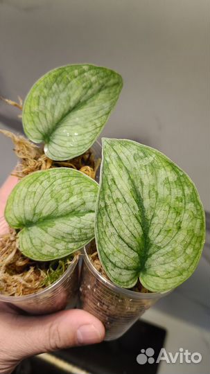 Сциндапсус Сильвер Спот