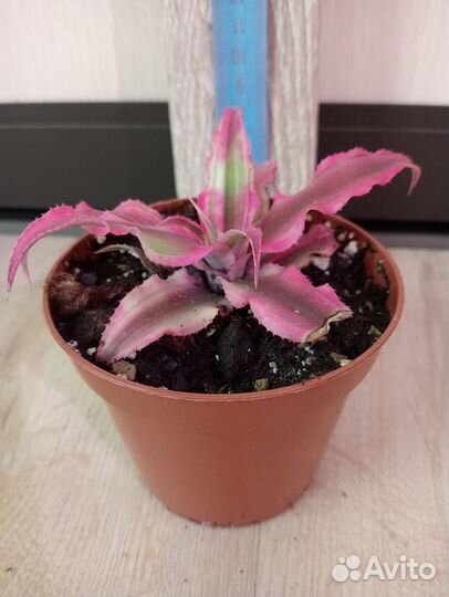 Комнатные растения, цветы в ассортименте