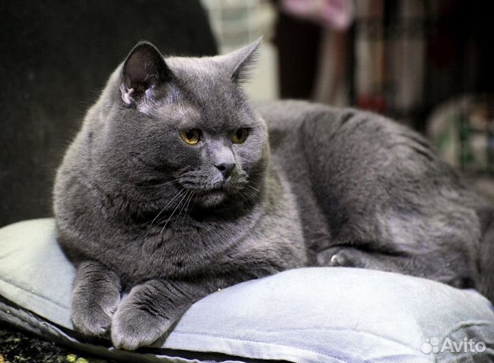 Кошка Бриша