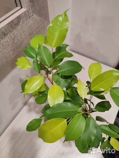 Комнатное растение Фикус Бенджамина Неон