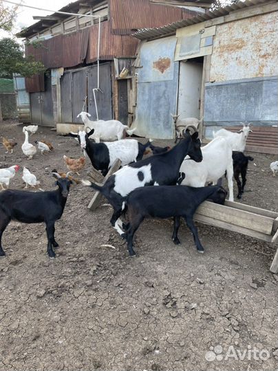 Козы дойные
