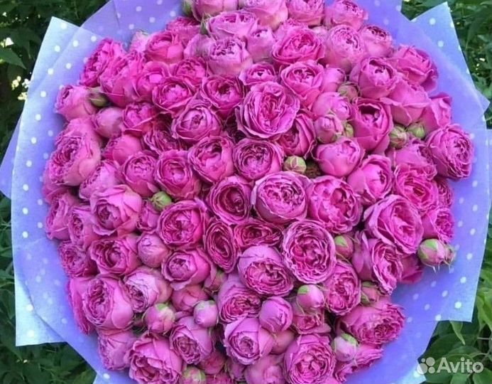 Пионы Гипсофила Цветы Пионы