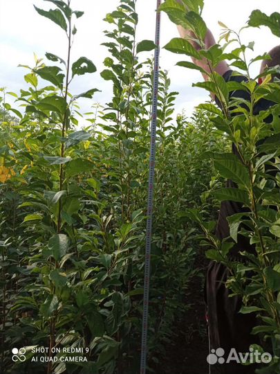 Саженцы плодовых деревьев