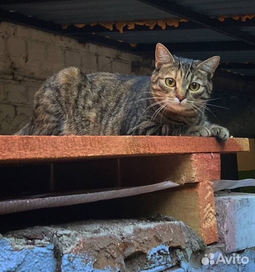 Домашняя кошка