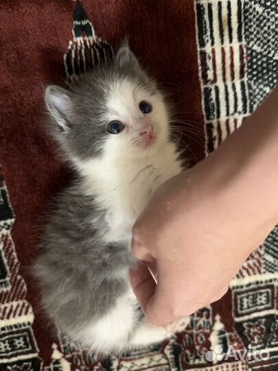 Вислоухий котенок