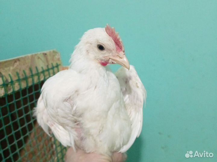 Молодые петушки