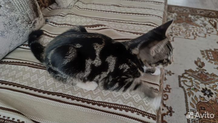 Метис бенгальского кота