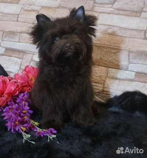 Йоркширский терьер шоколадная девочка