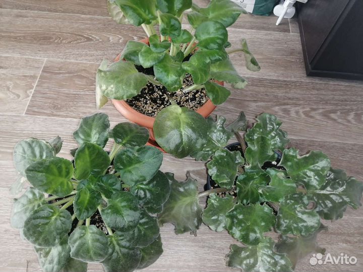 Комнатные цветы фиалки