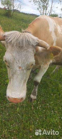 Коровы стельные
