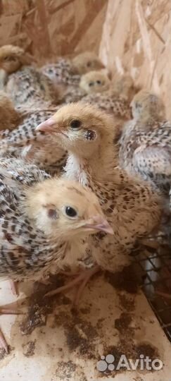 Яйца перепелиные инкубационные