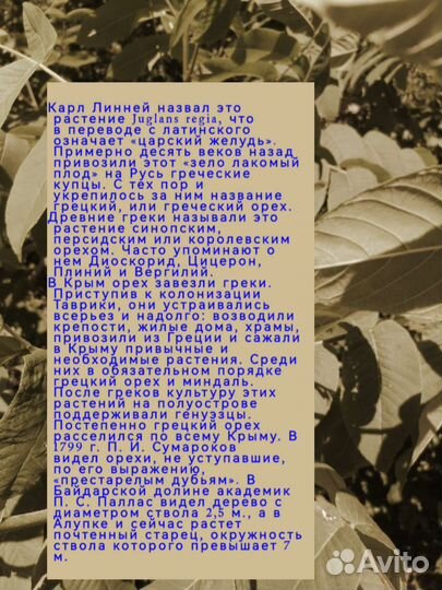 Грецкий орех саженцы