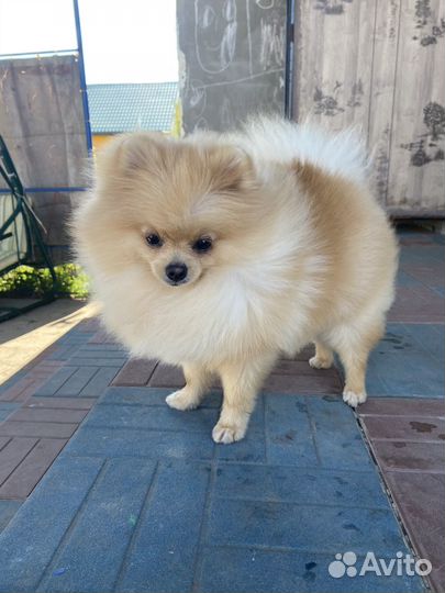 Вызка мальчик