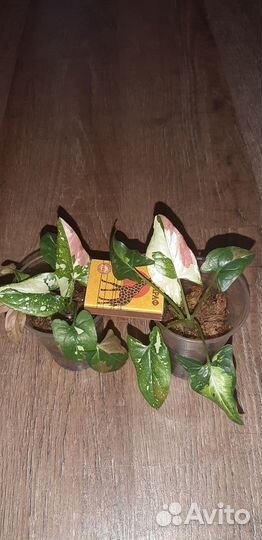 Сингониум Ред спот триколор