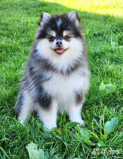 Девочка помски