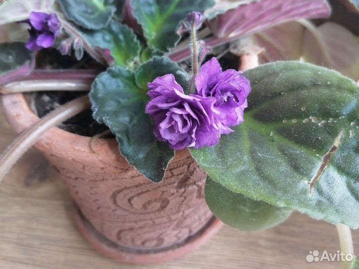 Фиалки цветущие в горшке