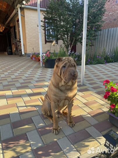 Шарпей вязка