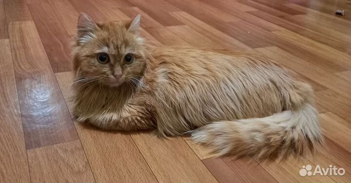 Котик подросток до года