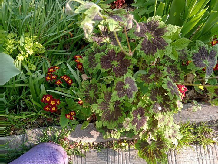 Многолетние цветы