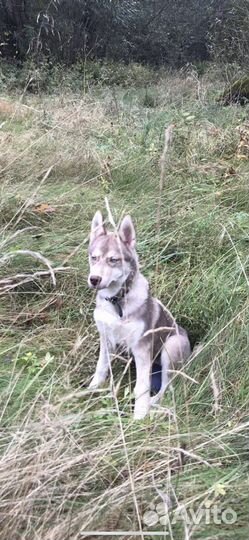 Сибирский хаски