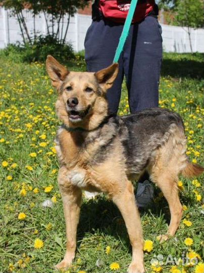 Собака из приюта