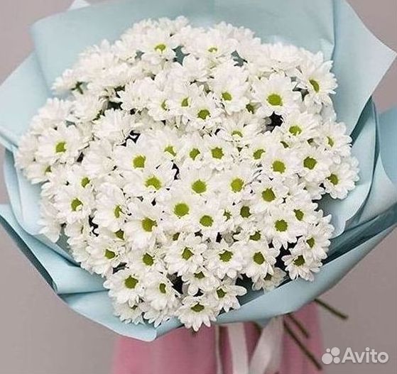 Хризантема Цветы Доставка