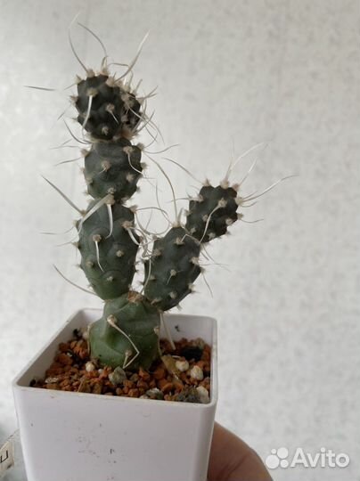 Кактусы и Суккуленты 5