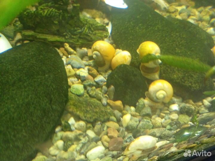 Улитки Ампулярии и Мелании