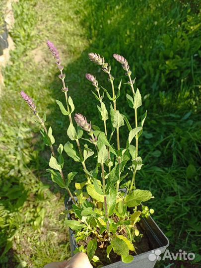 Шалфей дубравный